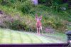 deer2016-3.jpg