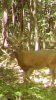 ImageUploadedByBowhunting.com Forums1472468333.908291.jpg