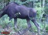 ImageUploadedByBowhunting.com Forums1472469329.756687.jpg