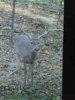 ImageUploadedByBowhunting.com Forums1473726761.803579.jpg