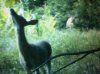 ImageUploadedByBowhunting.com Forums1473818396.382279.jpg