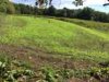 ImageUploadedByBowhunting.com Forums1473818670.388088.jpg