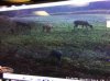 ImageUploadedByBowhunting.com Forums1473818693.170277.jpg