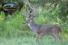 buck 190-1.jpg