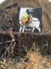 ImageUploadedByBowhunting.com Forums1474208076.848119.jpg