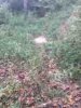 ImageUploadedByBowhunting.com Forums1474279895.129839.jpg