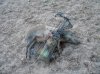 DSCN6909.jpg