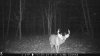 ImageUploadedByBowhunting.com Forums1474509087.593708.jpg