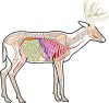 deer-anatomy.jpg