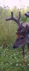 ImageUploadedByBowhunting.com Forums1475104820.631203.jpg