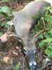 ImageUploadedByBowhunting.com Forums1475526472.819777.jpg