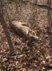 ImageUploadedByBowhunting.com Forums1475605370.925163.jpg