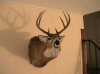 Bow Zone buck 002 (Custom).jpg