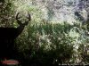 Deer summer 2016 047.jpg