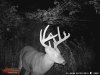 Deer summer 2016 058.jpg