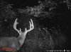Deer summer 2016 049.jpg