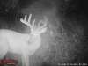 Deer summer 2016 153.jpg