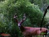Deer summer 2016 017.jpg