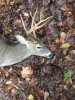 ImageUploadedByBowhunting.com Forums1475961728.764750.jpg