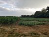 67927d1467039010-corn-soybean-plot-june-25-2016-1-jpg.jpg