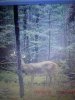 ImageUploadedByBowhunting.com Forums1476620999.075421.jpg
