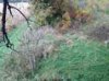 ImageUploadedByBowhunting.com Forums1476652446.276456.jpg