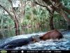 alligator.jpg