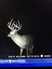 Deer2.jpg