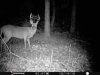 ImageUploadedByBowhunting.com Forums1477271696.077108.jpg