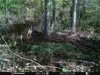 ImageUploadedByBowhunting.com Forums1477271706.523501.jpg