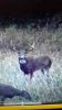 ImageUploadedByBowhunting.com Forums1477630142.071245.jpg