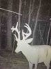 ImageUploadedByBowhunting.com Forums1478344880.726310.jpg