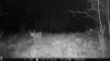 ImageUploadedByBowhunting.com Forums1478489731.776590.jpg