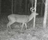 ImageUploadedByBowhunting.com Forums1478565857.860117.jpg