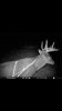 trail cam 4.jpg