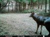 trail cam 1.jpg