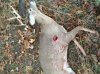 2016Kansasbuck.jpg
