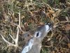 2016Kansasbuck2.jpg