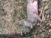2016Kansasbuck3.jpg