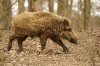 pig.jpg