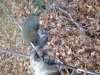 Squirrel.jpg