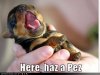cute-puppy-pictures-pez-dispenser1.jpg