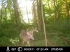 08-23-11 Buck.jpg