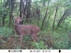 09-10-11 Buck.JPG