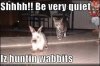 rabbit.jpg