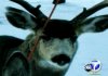 deer-escapes-at-christmas-pic-splash-news-381780340.jpg