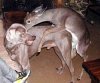 doggy-deer.jpg