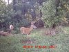 bucks1.jpg