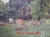 bucks2.jpg
