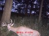 deer 189.jpg